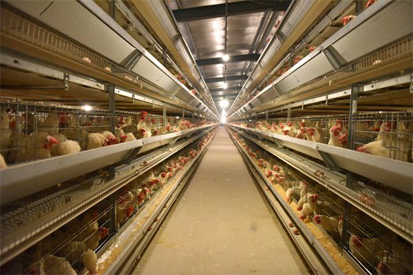 荆州区企业获粤港澳大湾区“菜篮子”产品加工企业认定，促进家禽产业升级