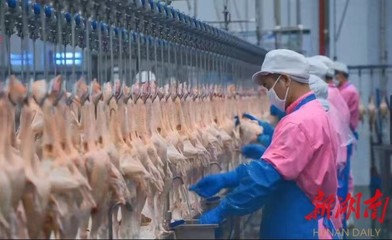 长沙市颁发首张畜禽屠宰证，推动家禽销售规范发展