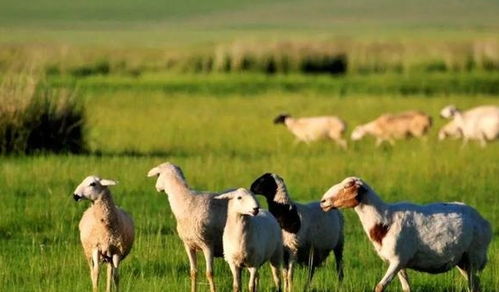 这个夏天，让内蒙古的绿色与家禽美味，为你带来清新舒适的味蕾体验