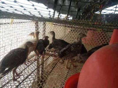 珍珠鸡养殖前景与价格全解析 脱温鸡苗全国发货攻略