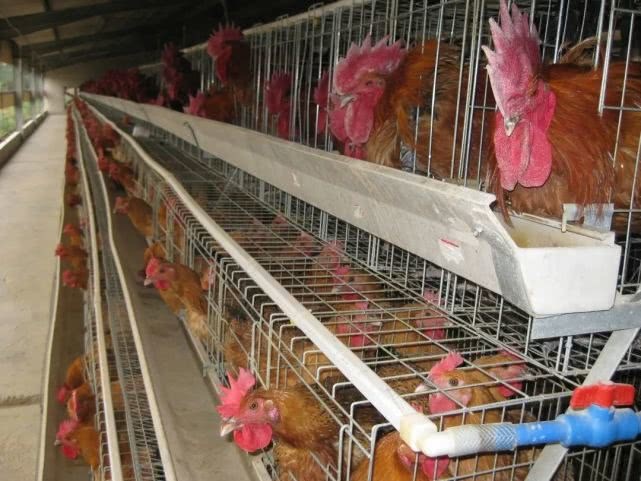 四川生猪养殖与家禽销售前景探析