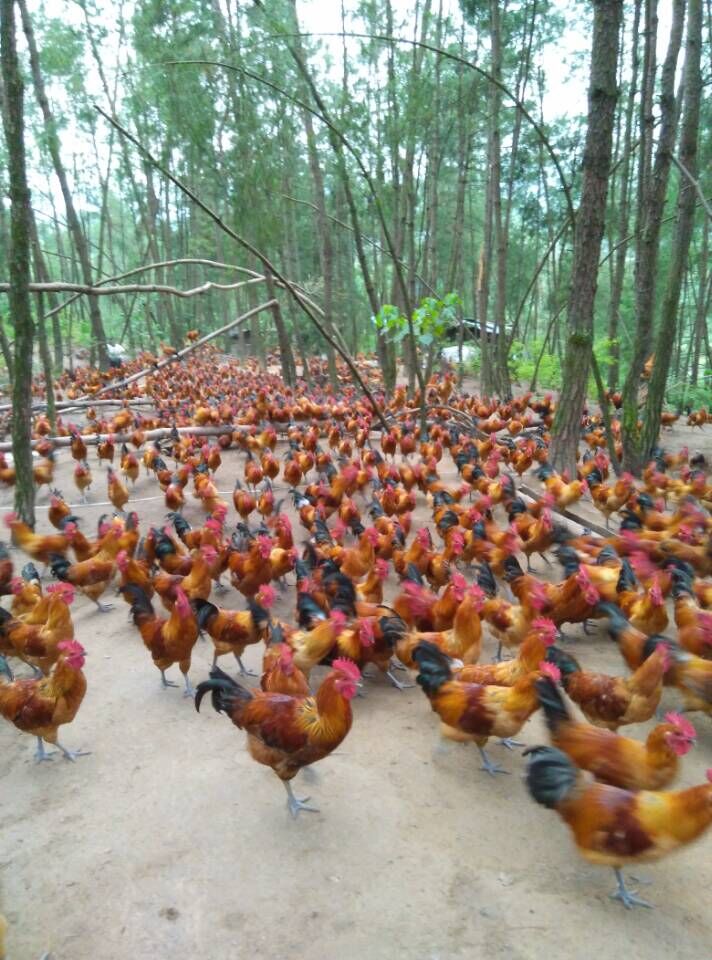 重庆洪发家禽养殖中心——专业家禽销售，品质与信赖之选