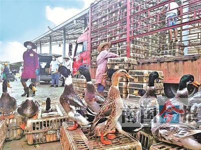 2021年8月21日焦点图 家禽销售市场动态与趋势