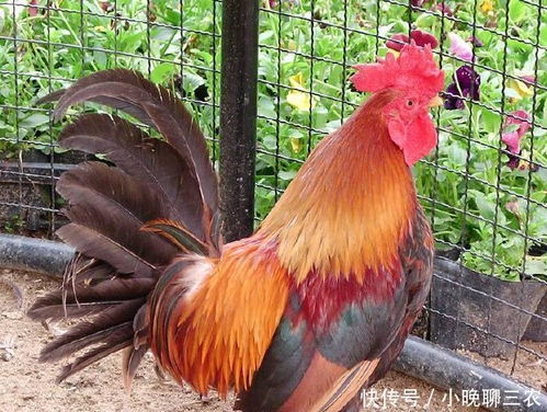 中国强化禽流感防控体系，保障家禽销售与食品安全