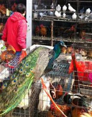 蓝孔雀市场叫卖惹风波，无证经营岂能当作家禽卖
