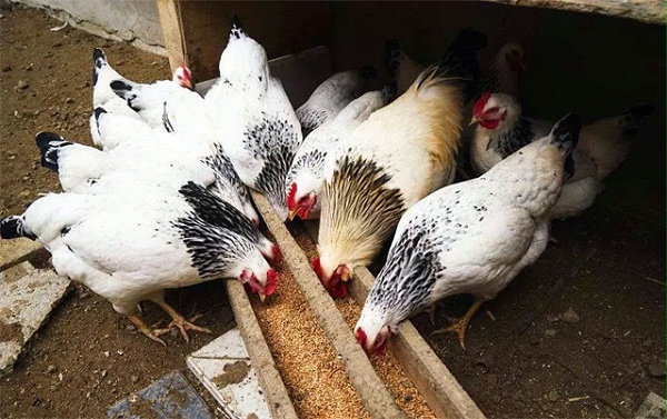 家禽销售市场分析周报 市场动态与行情趋势解读