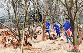 破解农民工返乡创业融资难题 从政策输血到产业造血——以家禽销售为例的实践思考